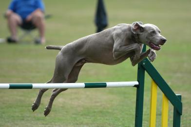 agility01